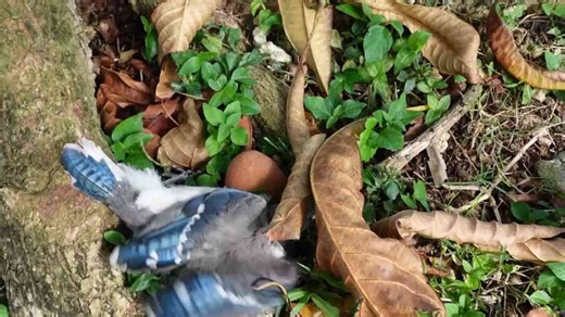 What rescuers must consider when a lone, injured hatchling is found