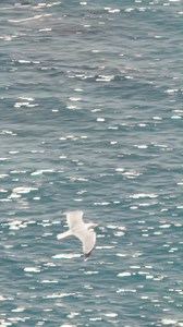 Summer unfolds in light, space, and connection. From quiet mornings to unexpected encounters, these frames follow the rhythm. Discover more: https://bit.ly/45h3Gnx | Persol Eyewear