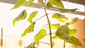 Man cleaning and removing a scale insect infestation from an ornamental sage with a paper towel. The plague is all over the plant. Indoor garden with warm lighting. Plant caring: plague control