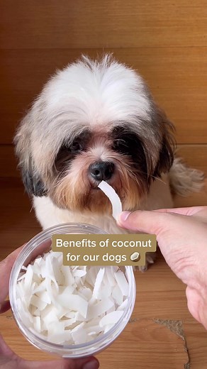 Coconut Benefits for Dogs: What You Need to Know