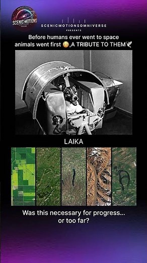 The Animals That Went to Space Before Humans 😳