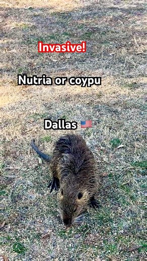 Nutria or coypu: herbivorous, semiaquatic rodent South America in Texas #Nature #Wildlife #invasive