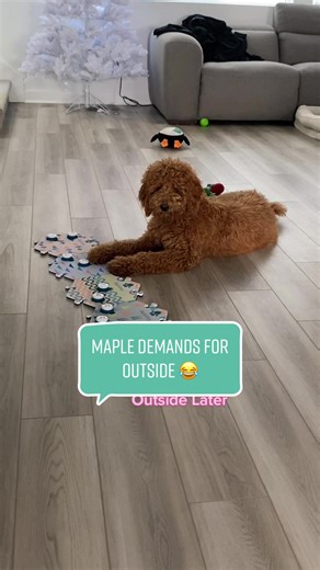 FluentPet Talking Dog Buzzers for Effective Communication