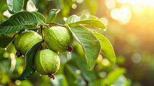The surprising health benefits of guava leaves and guava tea