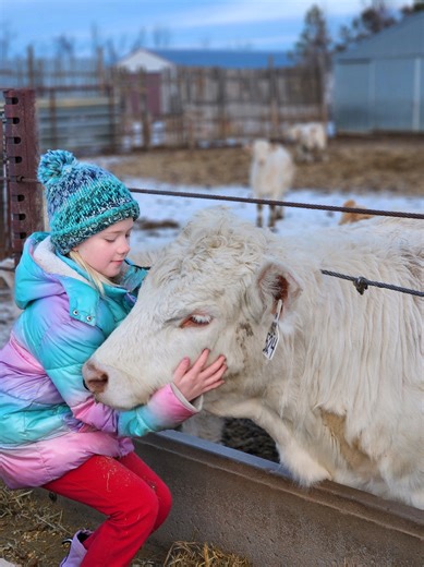 her baby beef 4-H project is no baby anymore, but they still find each other often. #behindthebarn #beef #ranchlifeisthebestlife #mommasletyourbabiesgrowuptobecowboys #farmkidshavemorefun