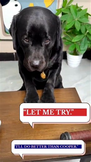 Casper Was Brave… Until the Big 🔪