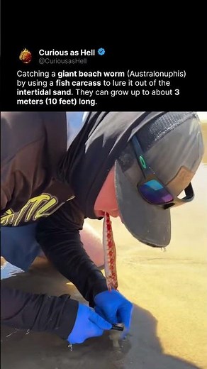 3 Meter Monster in the Sand! 🪱