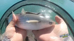 23K views · 140 reactions | Cefali a bolognese con la pastella...si inizia... Asso Fishing Line | Fishing Passion & Feeder | Facebook