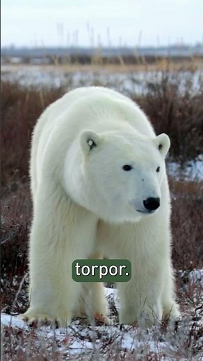 Do polar bears actually hibernate? 🐻‍❄️ #polarbear #wildlife