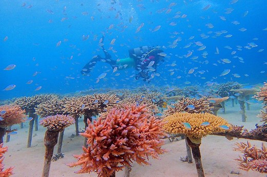 Saving Okinawa’s Fragile Coral Reefs | VISIT OKINAWA JAPAN | Official Okinawa Travel Guide