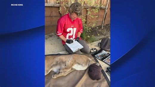 Mountain lion captured in San Francisco's Pac Heights neighborhood has long history of encounters with biologists