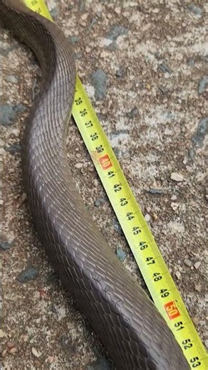 ft. a 2.7m Black Mamba. #africa #wildlife #snake #shorts #mamba