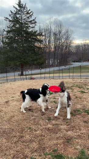 7am Diaries With My Dogs—Getting The Energy Out Before Weird Weather