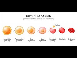 Reticulocyte or immature red blood cell RBC ; Key Characteristics, Developmental Pathway, Clinical