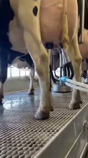 Automatic milking machine #shorts