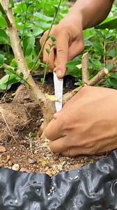basic process of making bonsai🌳🌳 #bonsai #craft #diy | Adi Surya