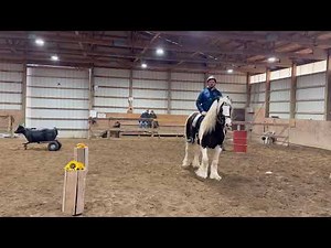 Hurbee, 7yo Gypsy Vanner