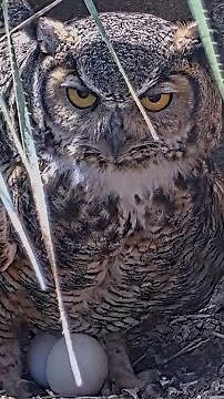 Athena Looks At Great Horned Owl Cam, Checks On Her Eggs