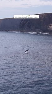 Ireland’s First Basking shark Torus Event of 2025🇮🇪🦈🙌 Basking sharks have been captured gathering in large numbers again off the coast of Ireland and they are coming together in large formations with even some sharks breaching straight out of the water 🤯🦈🇮🇪 This location has been earmarked as an area of interest for marine protection and I am hoping they can have restrictions put in place while this event takes places. On the 29th of August I am doing a presentation at the international 