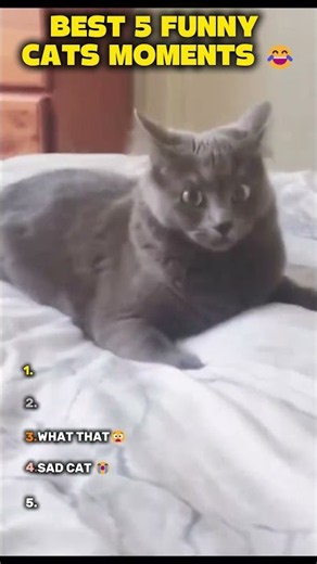 Best 5 Cats Funny Moments Ever 🤣 #cats #cat #petsunited #pets #funnycats #usashorts