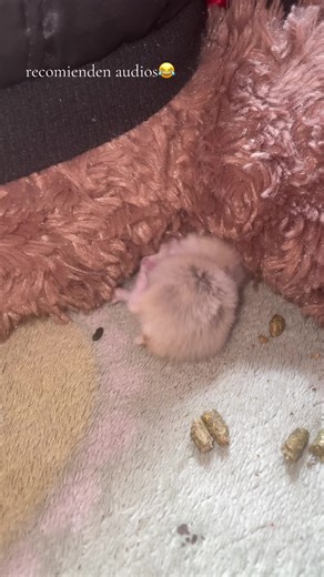 Divertidos Videos de Hamsters que No Te Puedes Perder