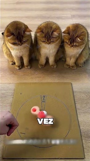 The Little Kitten Wanted to Go on Vacation 😳❤️