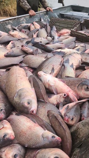 Go by Cooter's Live Bait & Tackle in Farmerville and get you some good fish. Just stocked them up with whole catfish buffalo ribs and op fillets | Sherman Foote