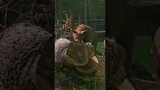 American black bear cubs play during a warm afternoon