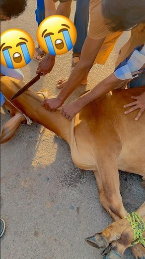 So sad 😭🕋🌹🥀 #animals #eid #bakra #cow #qurbani #camel #ziba #sacrifice #bari #eiduladha