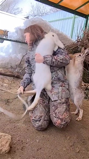 Funny rabbit #rabbit #bunny #funnyanimals #funnyvideos #Foryou | rabbit