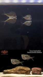 “Did you know the Silver Hatchetfish (Thoracocharax stellatus) can glide above water to escape predators? 🐟These tiny Amazon natives, known for their hatchet-shaped bodies, use powerful pectoral fins for quick aerial maneuvers. Plus, they love a good squad—keeping them in groups makes them happiest! Just make sure your tank lid is secure—these little jumpers are known for their acrobatics! 💦 #SilverHatchetfish #FunFishFacts#imperialtropicals #AmazonAquatics #FishkeepingFun” | Imperial Tropical