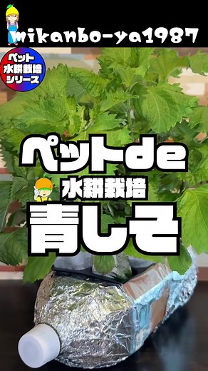 家庭菜園での紫蘇育て方完全ガイド