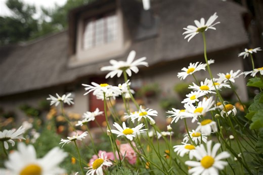 A List of Beautiful Perennials to Add to Your Garden to Create a Sanctuary