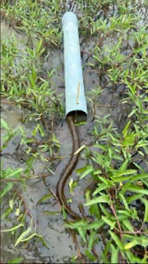 Simple but Useful: Catching Eels Easily Trap #eel #eelfishing #craft #bushcraft #catching #simple