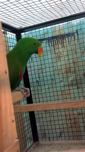 Eclectus Parrot Pair with Eggs 🦜🥚 | Beautiful Breeding Season ❤️💚#BreedingSeason