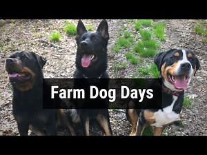 Farm Dog Days: The Incredible K9: Daycare