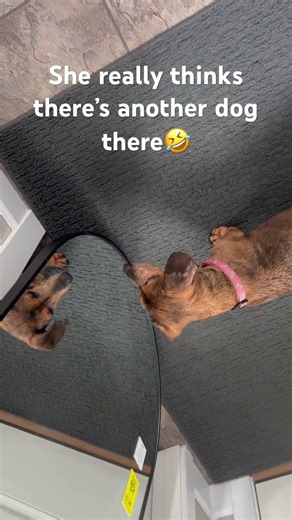 Sorry that the screen is upside down put it’s pretty funny #shorts #funny #foryou #dog #doglife