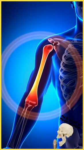 Skeletal Bones of the upper and lower extremities: full song on #youtubemusic #amazonmusic #applemusic #iTunes #spotify #studygram #music #anatomy #learning #foryou #science #artist #bones #fun