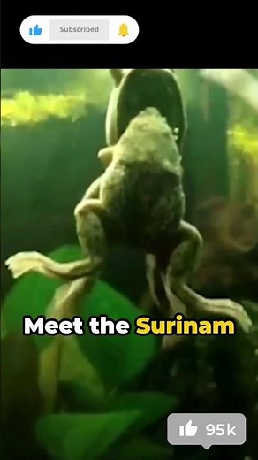 Surinam Toad Birth: Eggs Embedded on Mother's Back