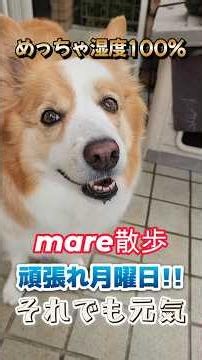 めっちゃ湿度100％頑張れ月曜日 #ボーダーコリー #散歩#癒し系 #かわいい犬