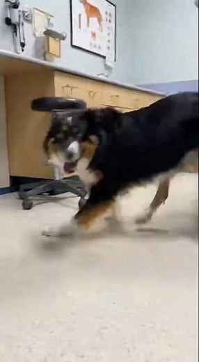 Dramatic Tri-color English Shepherd Launches Into High-Speed Zoomies After Vaccine