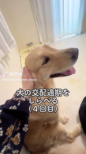#ゴールデンレトリバー#golden retriever#金毛猎犬#交配