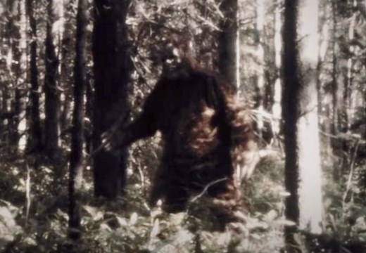 Is Bigfoot Real? A New Book Dives Deep Into the Legend