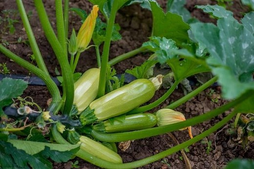 Planter les courgettes - Gamm vert