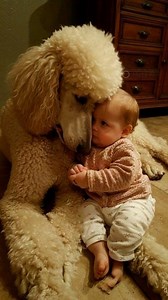 This is why poodles aren’t just pets — they’re family 🐩👶🤍 #poodle #aboutpoodle #poodlelove | About Poodle