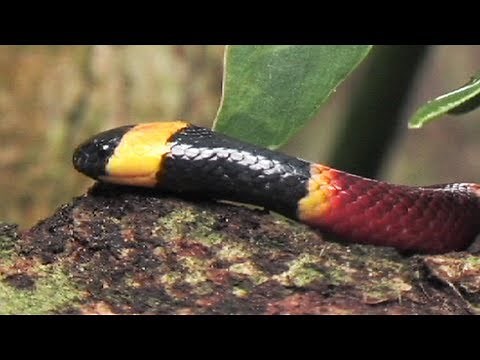 Florida's Venomous Snakes 03/10 - Coral Snakes