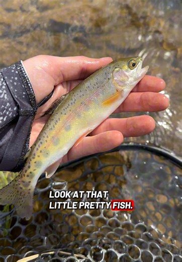 Guy came out of nowhere and almost stepped on my fly rod 😬 😆 nice wild rainbow though! 🎣 #fishing #rainbowtrout #troutflyfishing #flyfishing #catchandrelease