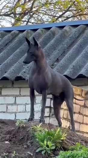 Xoloitzcuintli, or Xolos for short, are one of the oldest dog breed, sharing genetics traits with their pre-Columbian ancestors. The earliest accounts of Xolo dogs date back more than 4000 years.