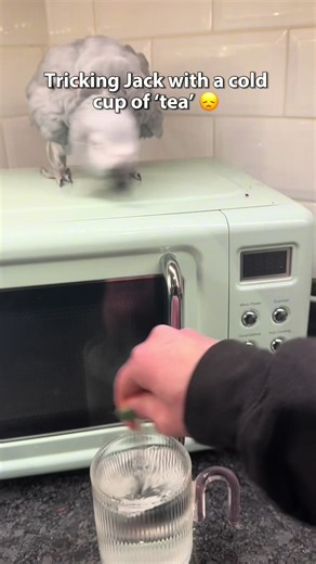 Caring for Jack: Addressing Misconceptions about Parrot Care