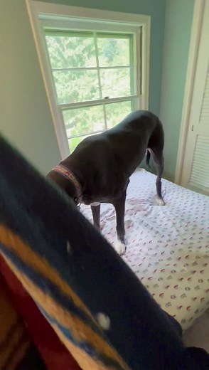 5.9K views · 1.7K reactions | Happy FriDANE!! Several fans have been asking how Radar tells Mom when he wants to be covered with his blankie. So this morning, Mom recorded the process  He starts to dig and nest on the futon and that is the signal that Mom needs to drape the blanket over him 浪藍 Turn up the volume to hear his sigh of satisfaction at the end 殺 | Lady Darla's Legacy - The Squirrel Patrol | Facebook